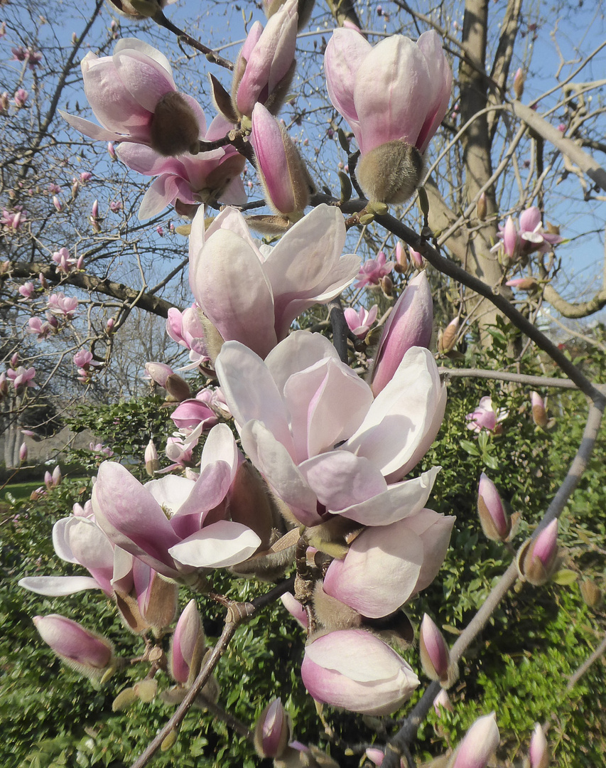 weiß-rosa Magnolien im Frankfurter Palmengarten