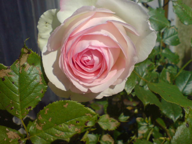 Weiss rosa Rose Foto & Bild pflanzen, pilze & flechten, natur