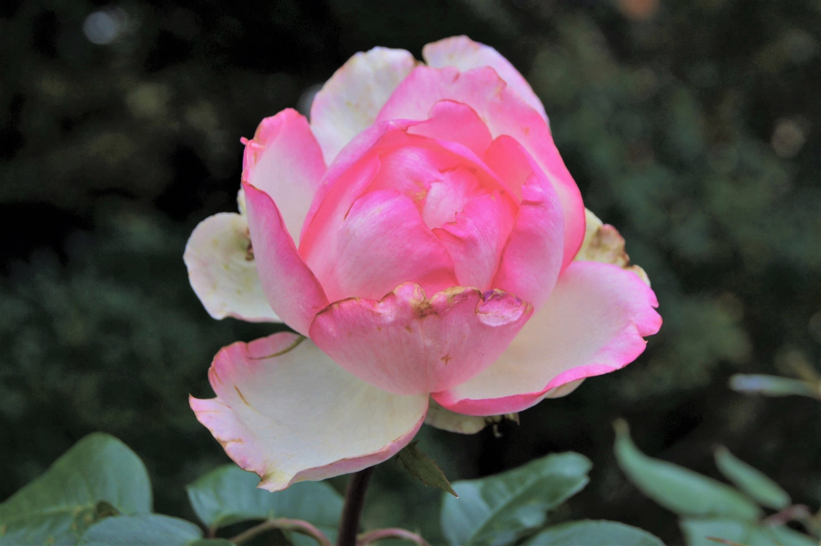 WEISS-ROSA ROSE