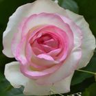 weiß-rosa Rosenblüte, zart, dezent