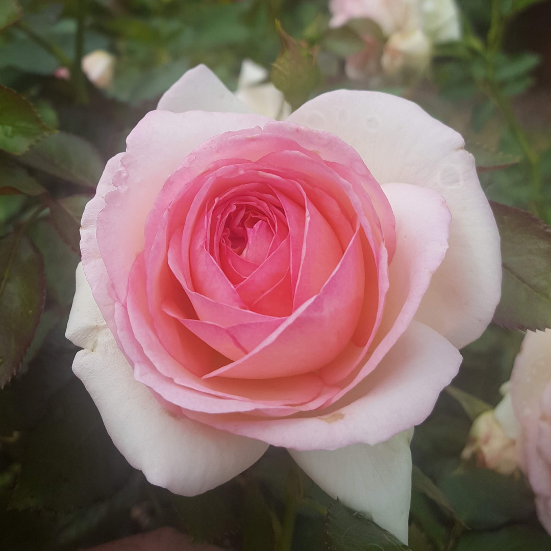 Weiß, Rosa zweifarbige Rose Foto & Bild | natur, pflanzen, rosen Bilder