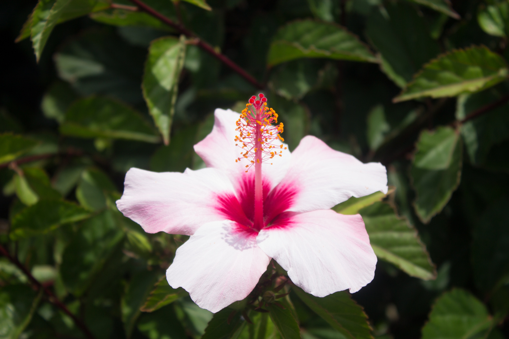 Weiß-Rosane Hibiskusblüte