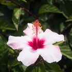 Weiß-Rosane Hibiskusblüte