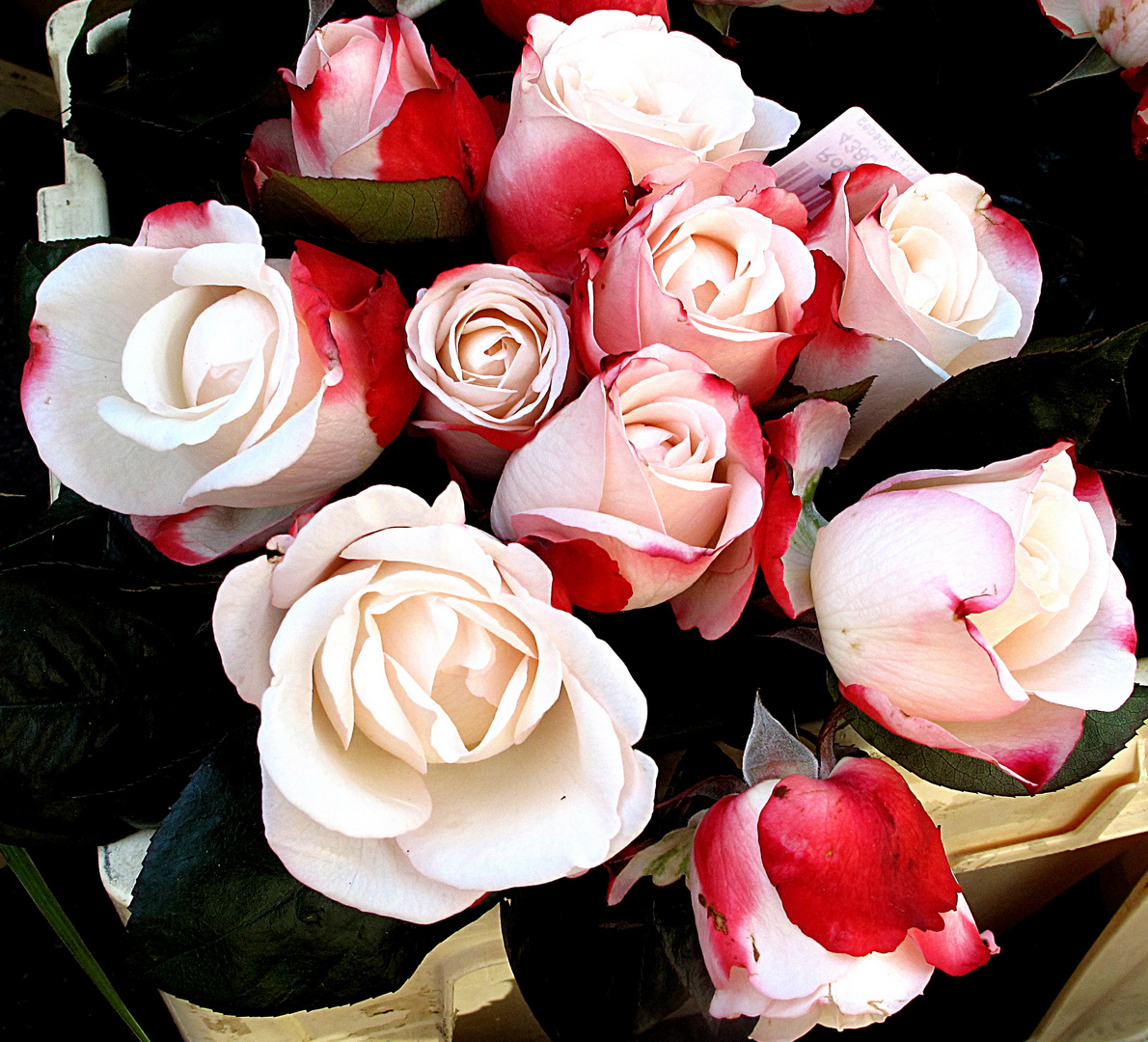 Weiß-rote.Rosen auf dem Blumenmarkt