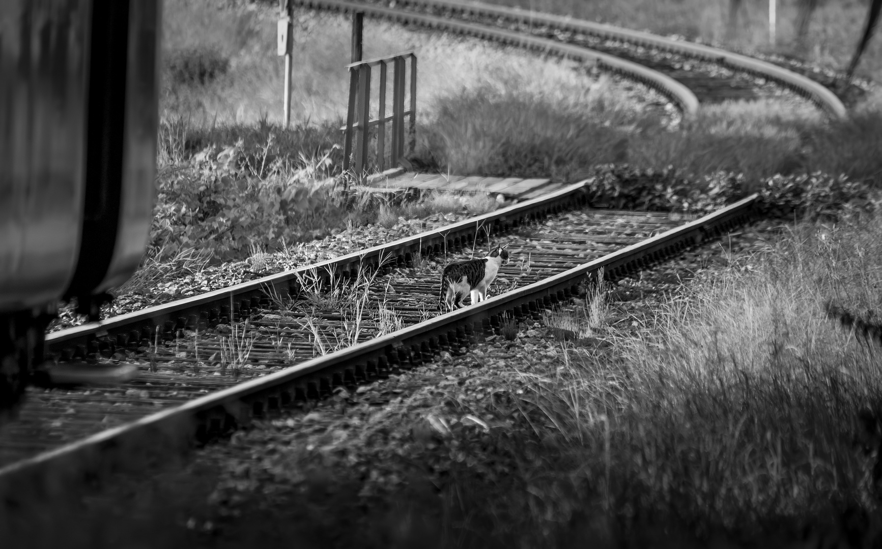 weiß-schwarze Katze in schwarz-weiß