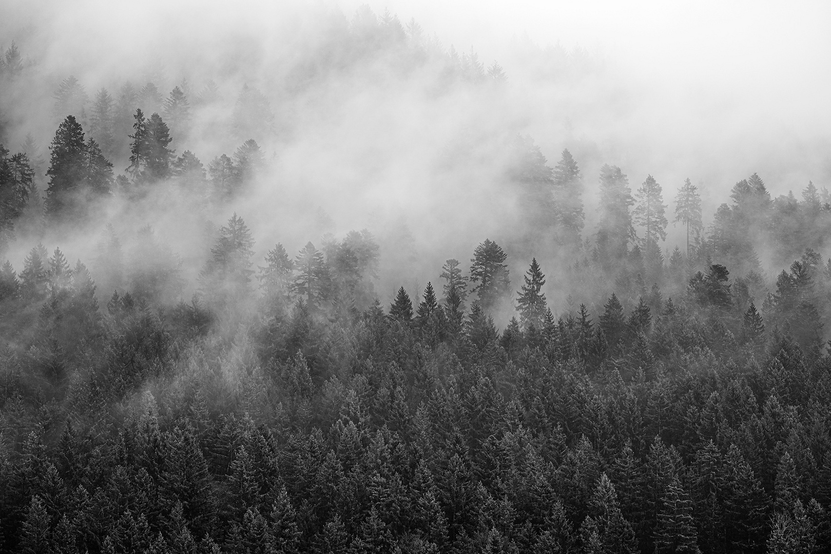 Weiß / Schwarzer Wald