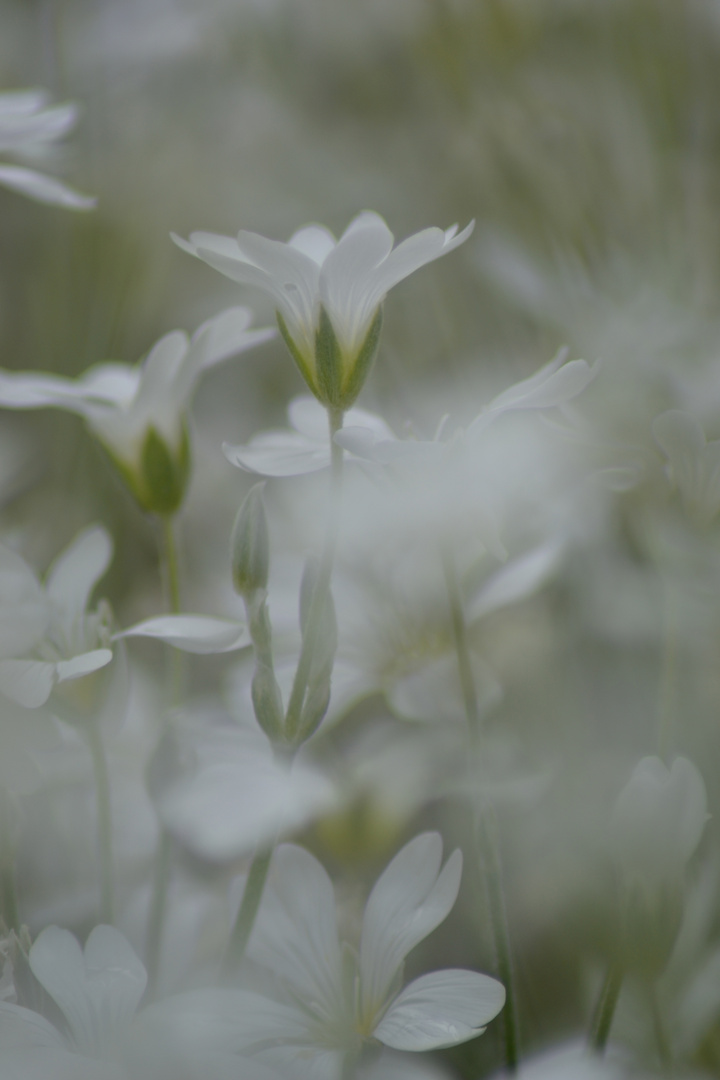 Weiß- silberne Blüten