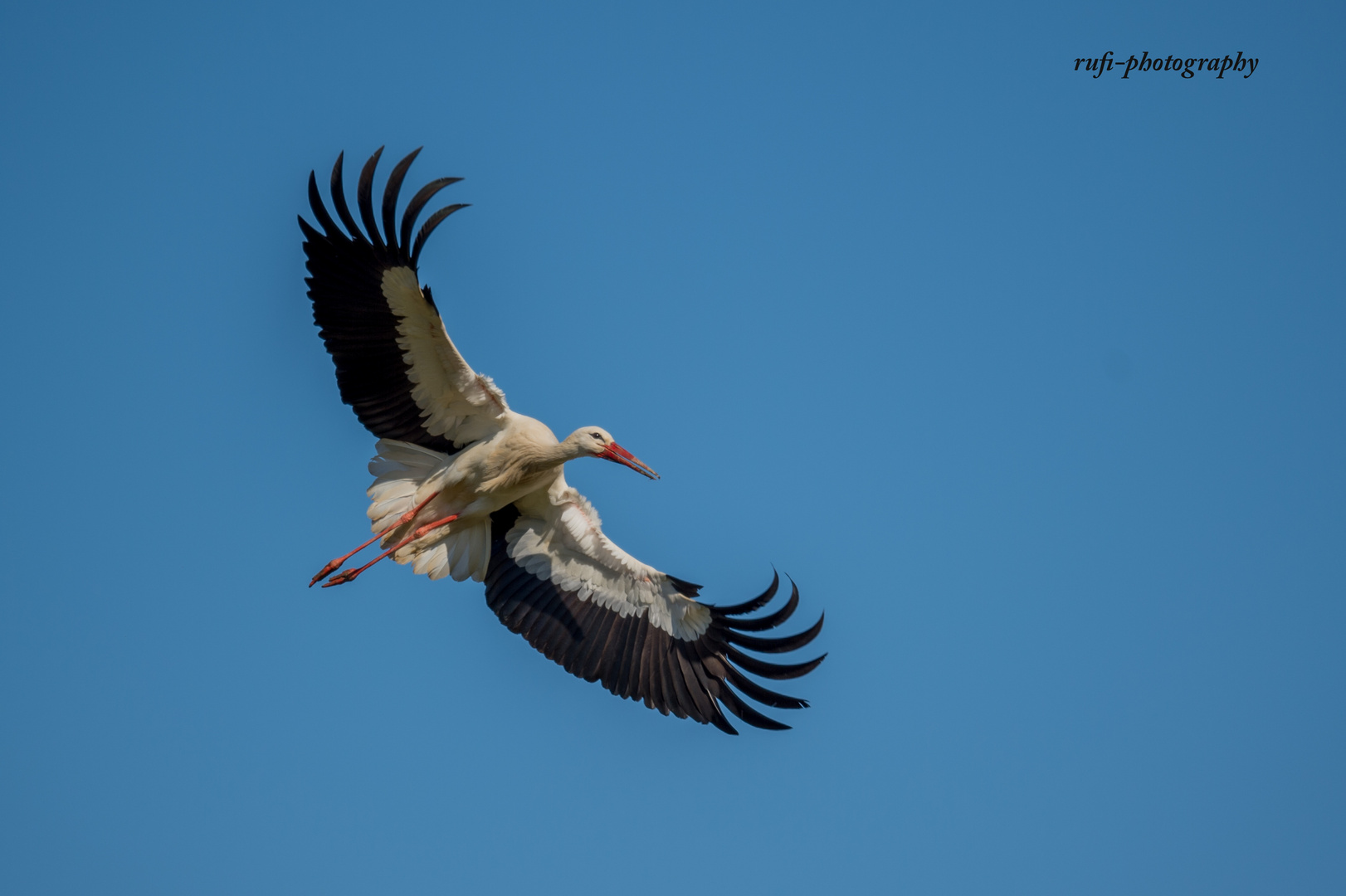 Weiss-Storch in der Morgensonne