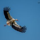 Weiss-Storch in der Morgensonne