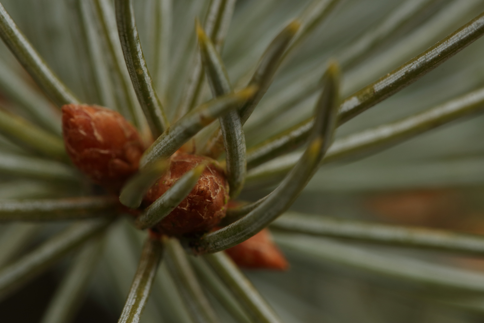 Weiß-Tanne (Abies alba)