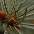 Weiß-Tanne (Abies alba)