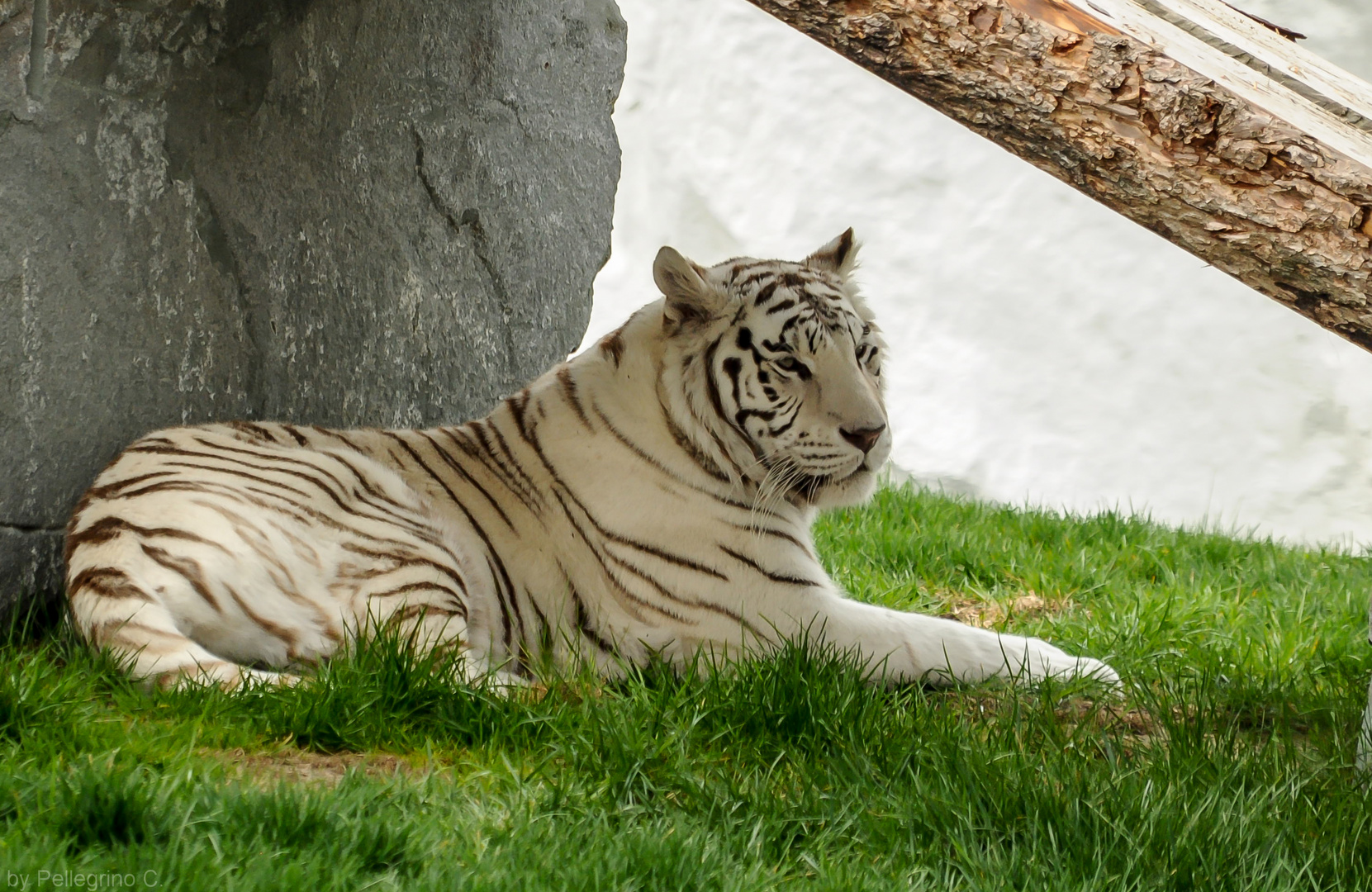 Weiss Tiger 2