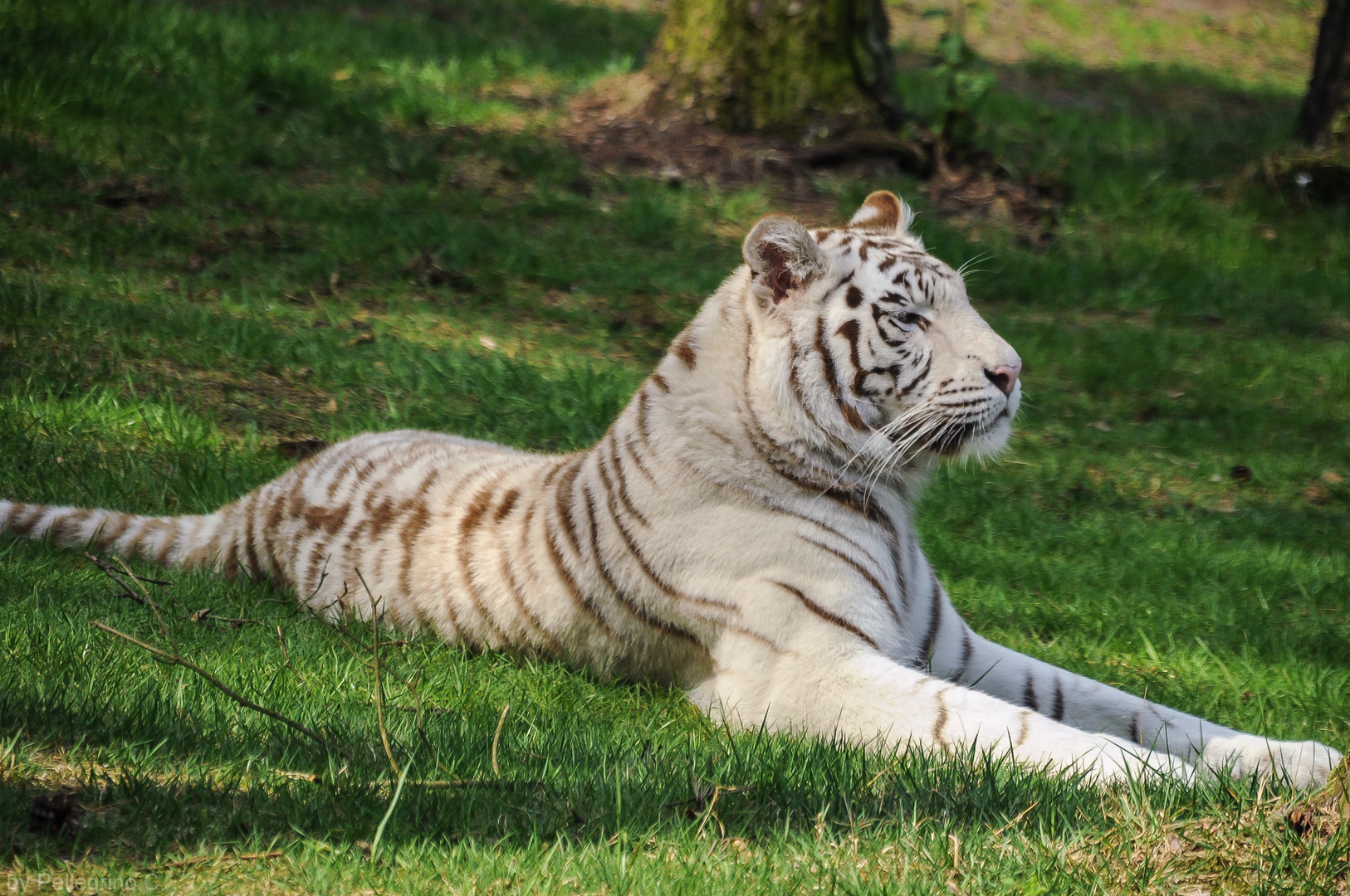 Weiss Tiger