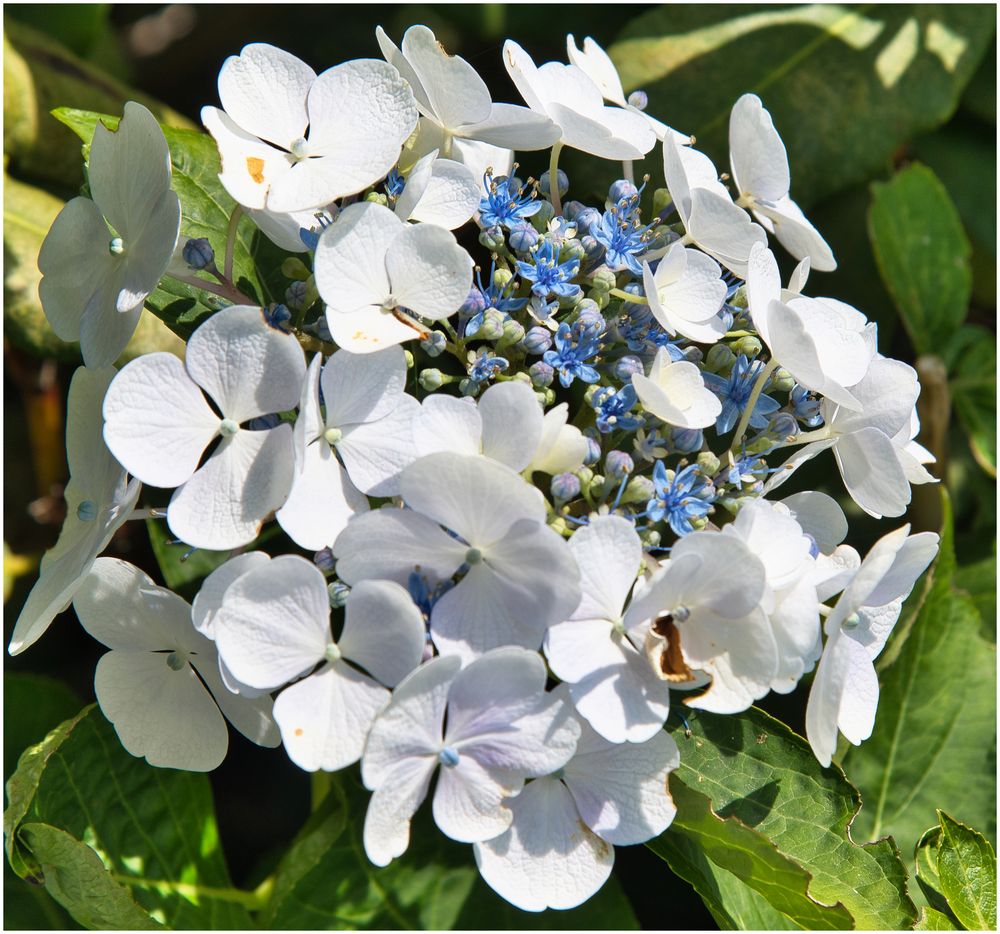 Weiß und Blau