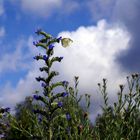 Weiß und Blau