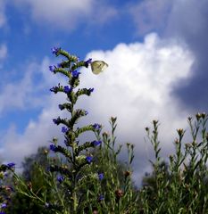 Weiß und Blau