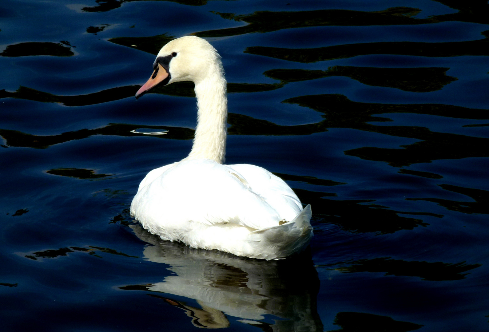 Weiss und Blau