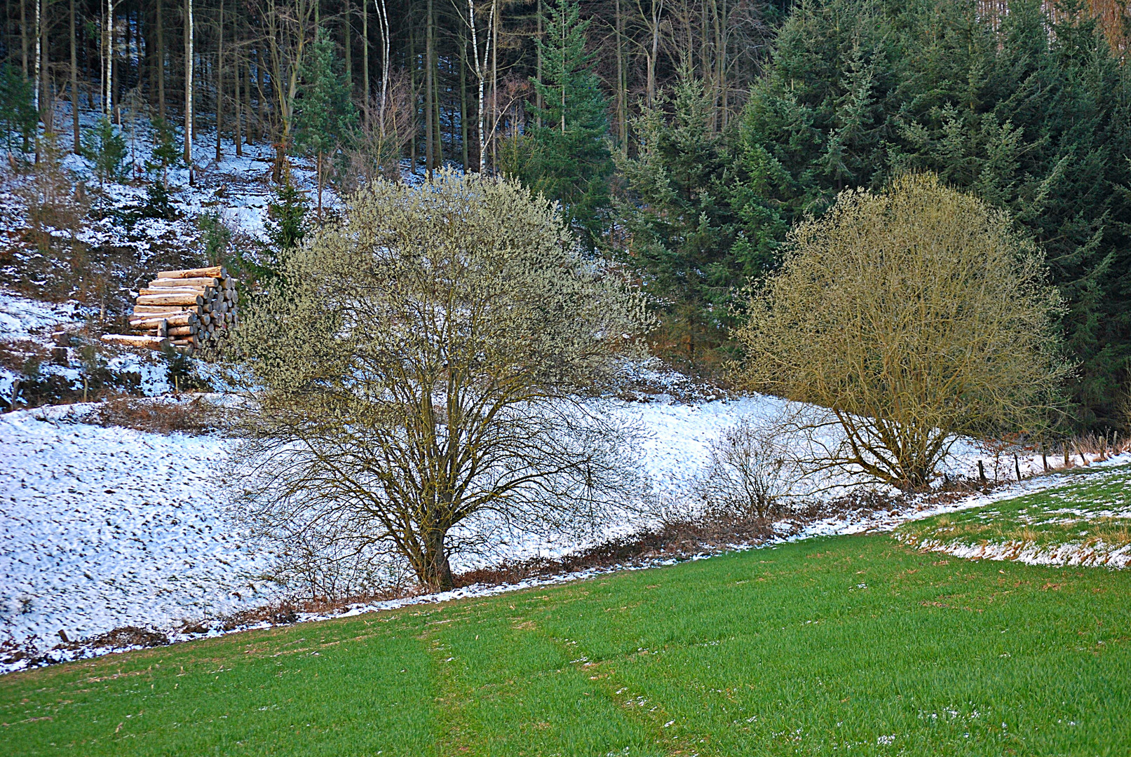 weiß und grün... 2