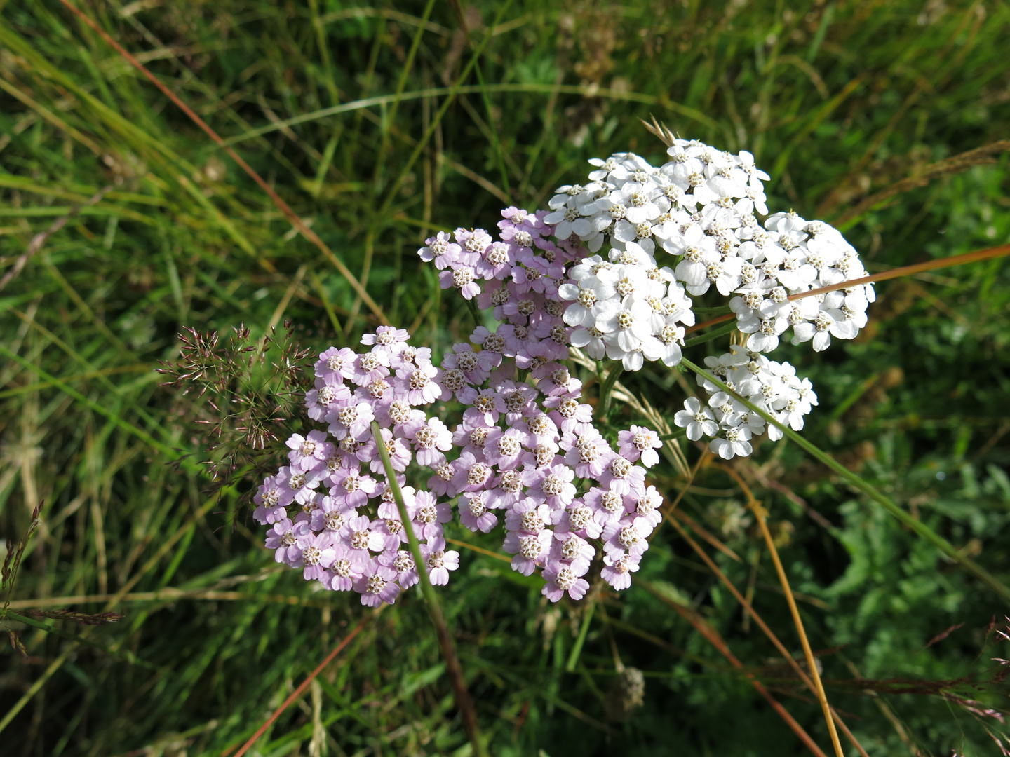 Weiß und rosa