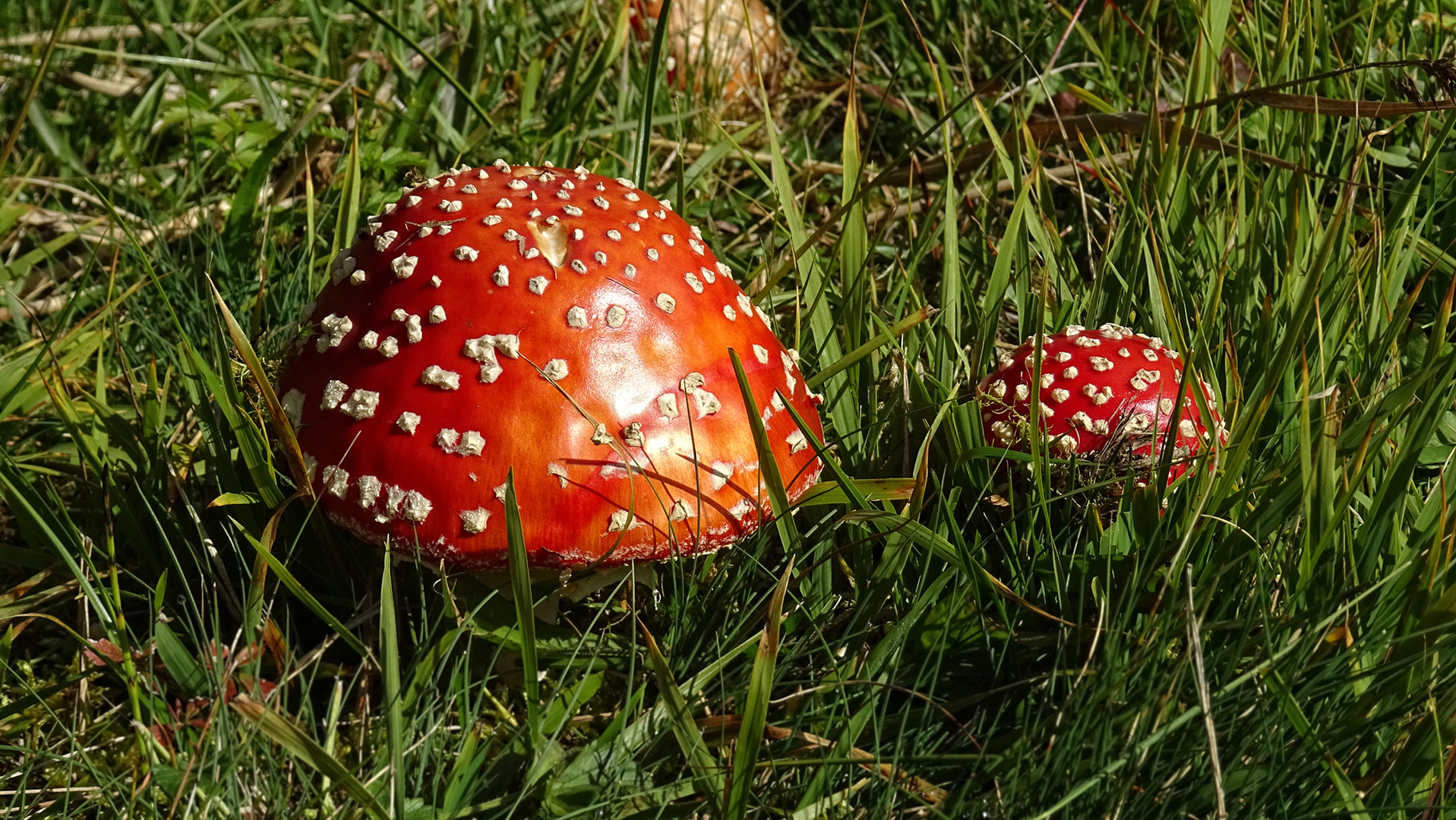 weiß und rot...