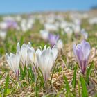 Weiß und violett blühende Krokusse auf den Wiesen