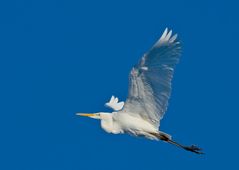 Weiß vor Blau