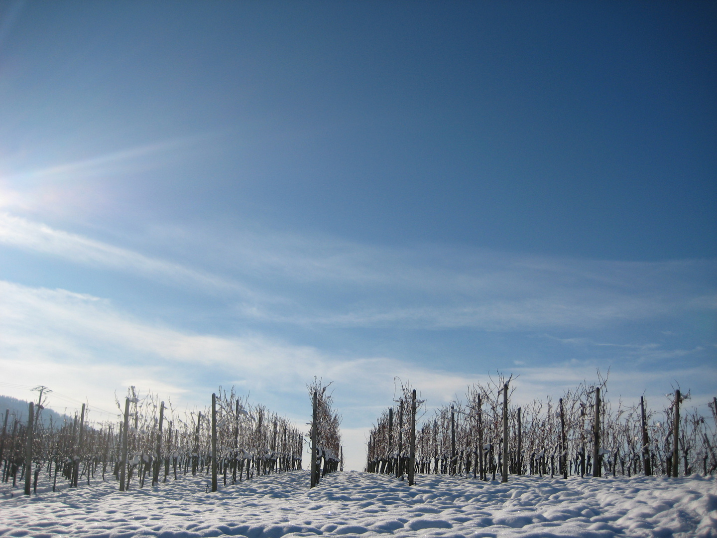 Weiß-Wein