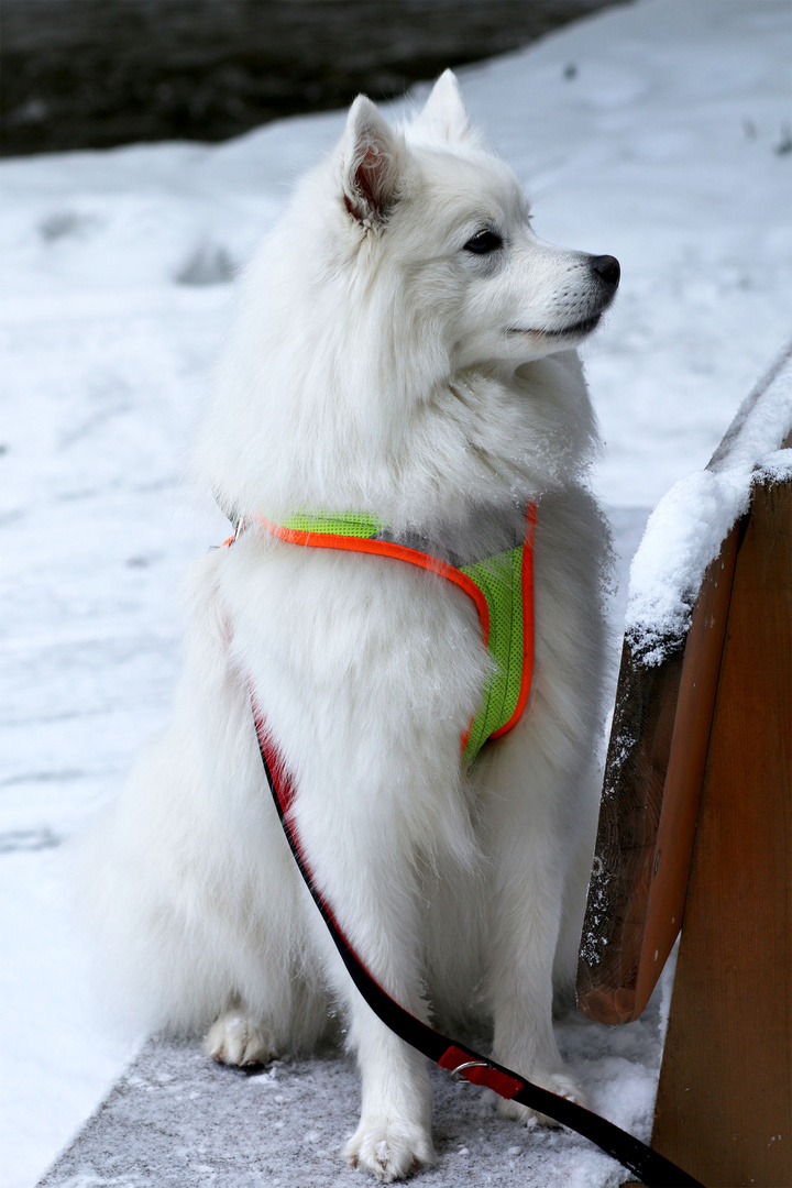 Weiss wie der Schnee Eira = Schnee