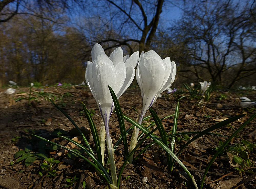 Weiß wie Schnee