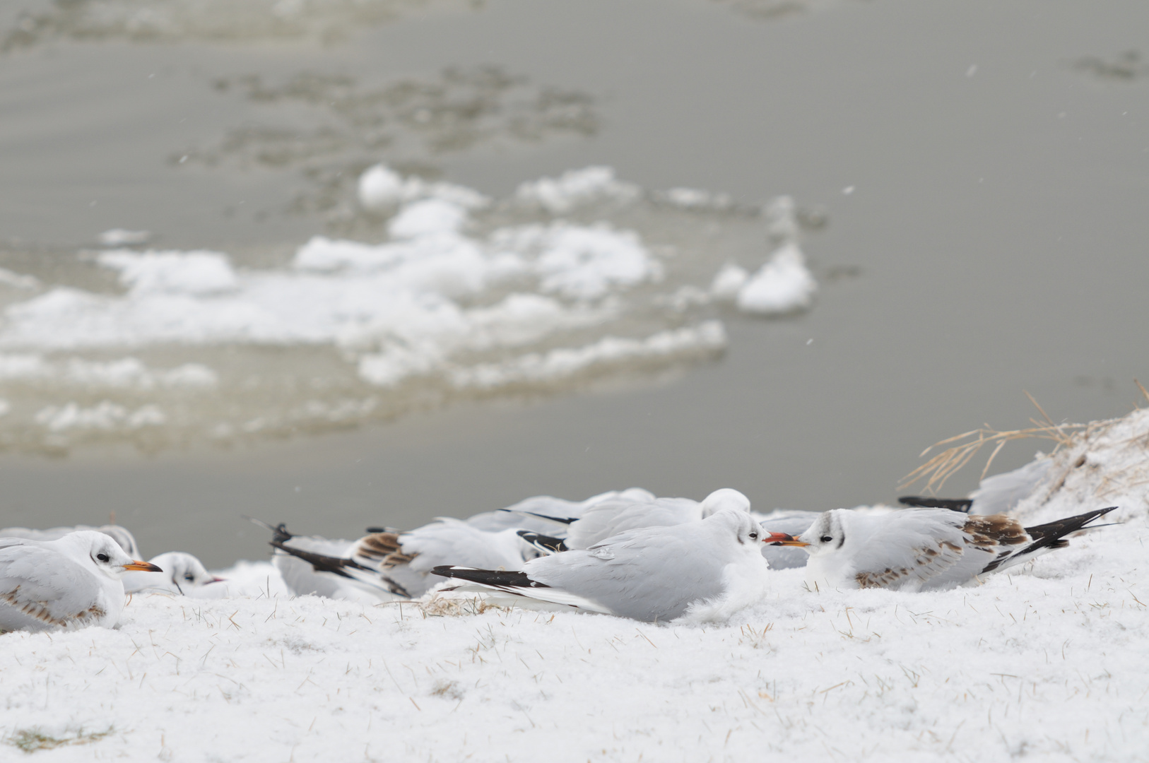 Weiß wie Schnee