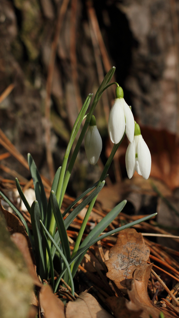 Weiß wie Schnee