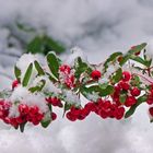 Weiß wie Schnee...