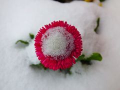 Weiß wie Schnee...