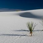 Weiß wie Schnee