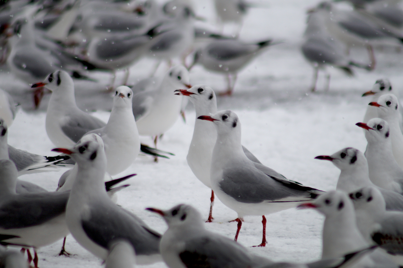 weiss wie Schnee - rot wie Blut