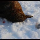 Weiß wie Schnee, rot wie Blut, schwarz wie Ebenholz