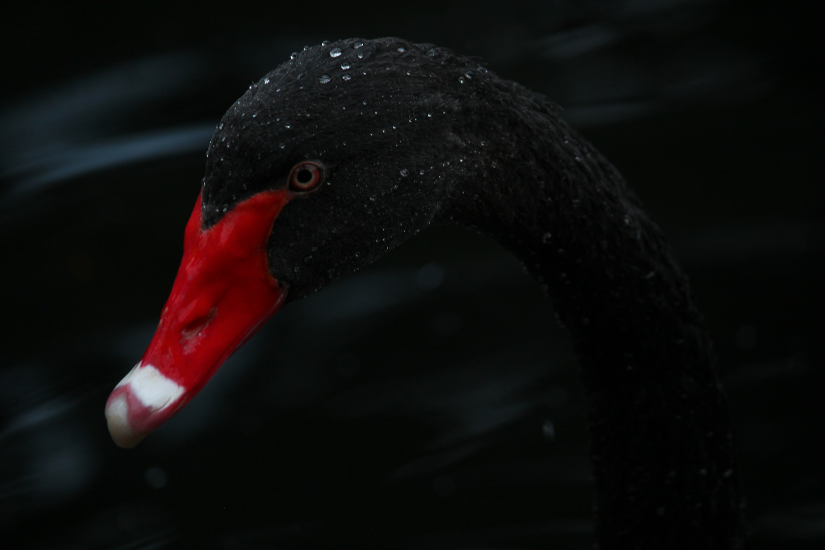 Weiß wie Schnee, Rot wie Blut, schwarz wie Ebenholz - aber nicht Schneewittchen