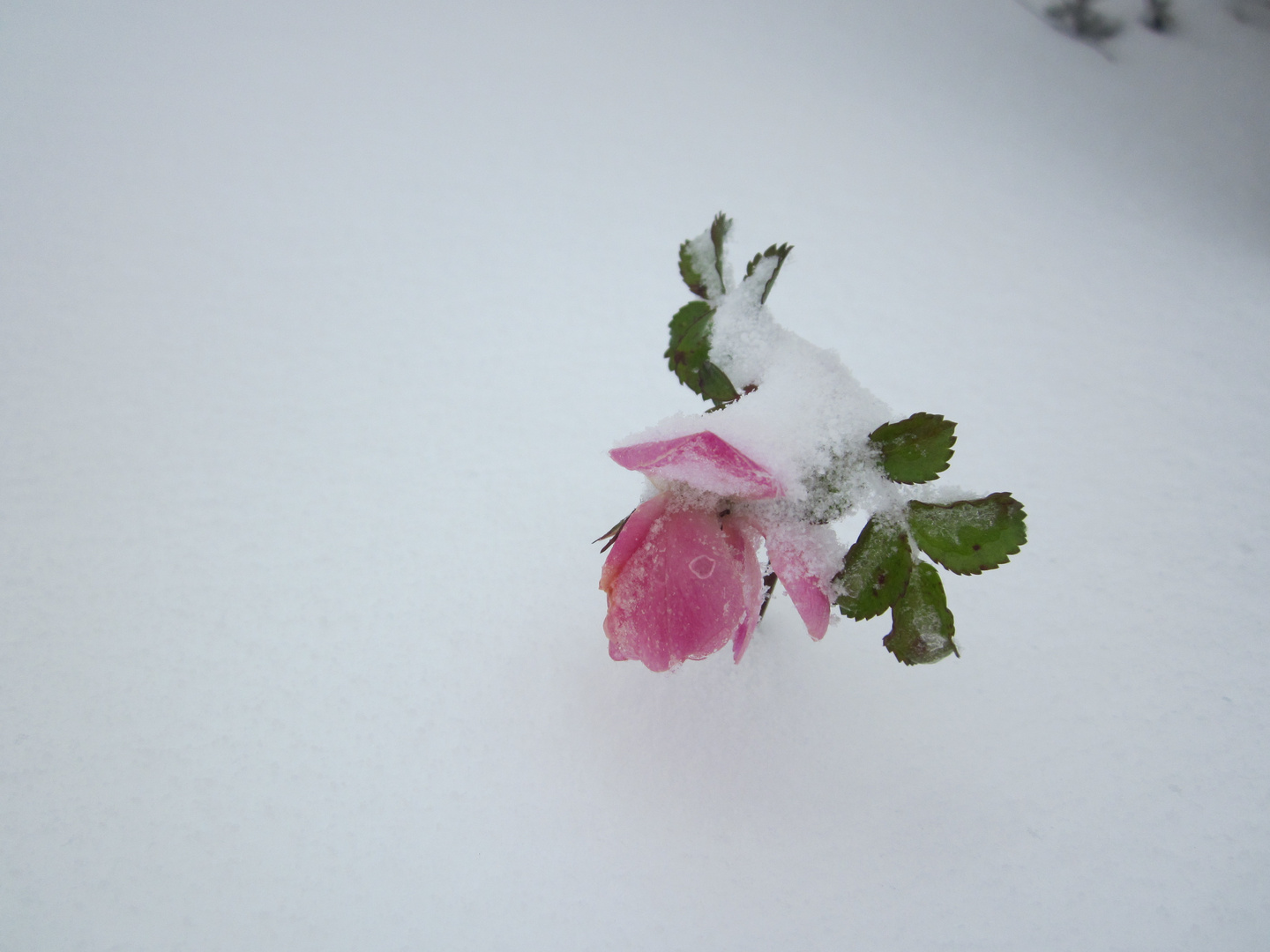 Weiß wie Schnee, Rot wie Ros'...