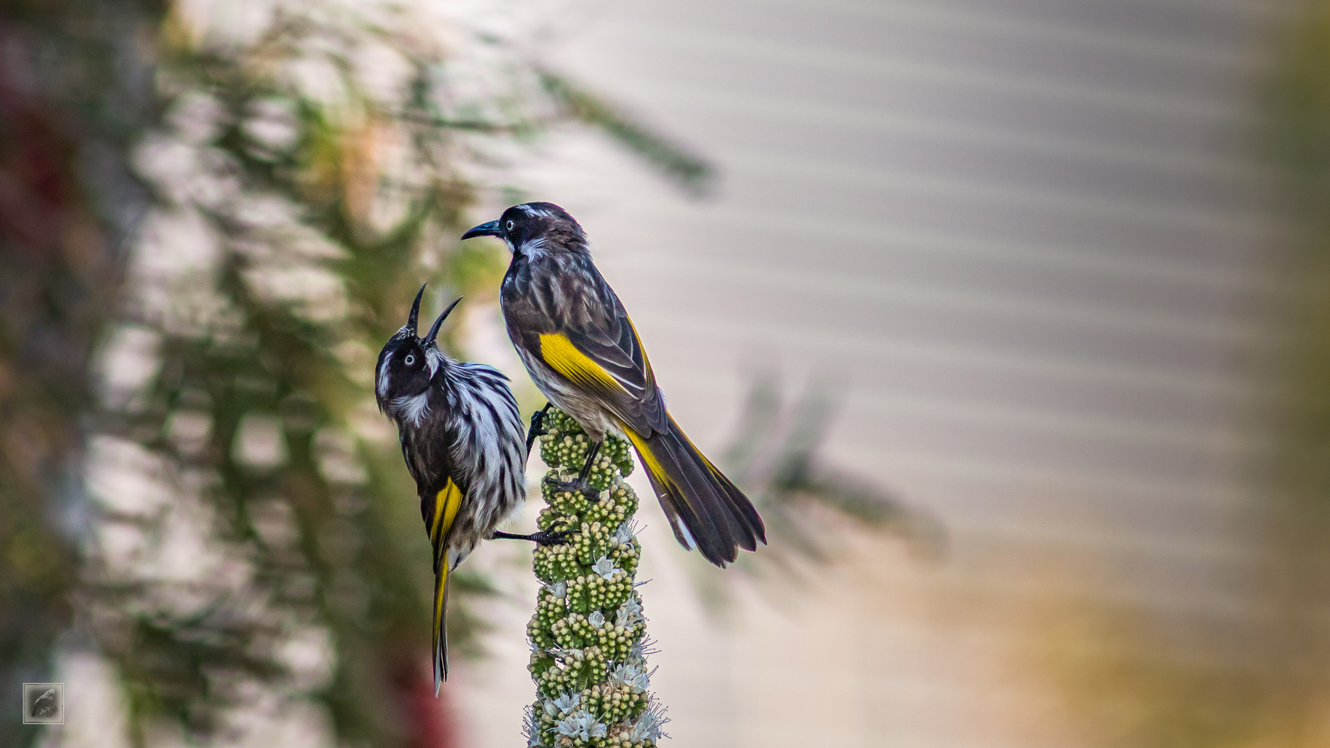 Weißaugen-Honigfresser (Phylidonyris novaehollandiae)   