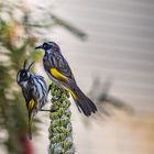 Weißaugen-Honigfresser (Phylidonyris novaehollandiae)   