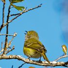 Weissaugen-Vireo