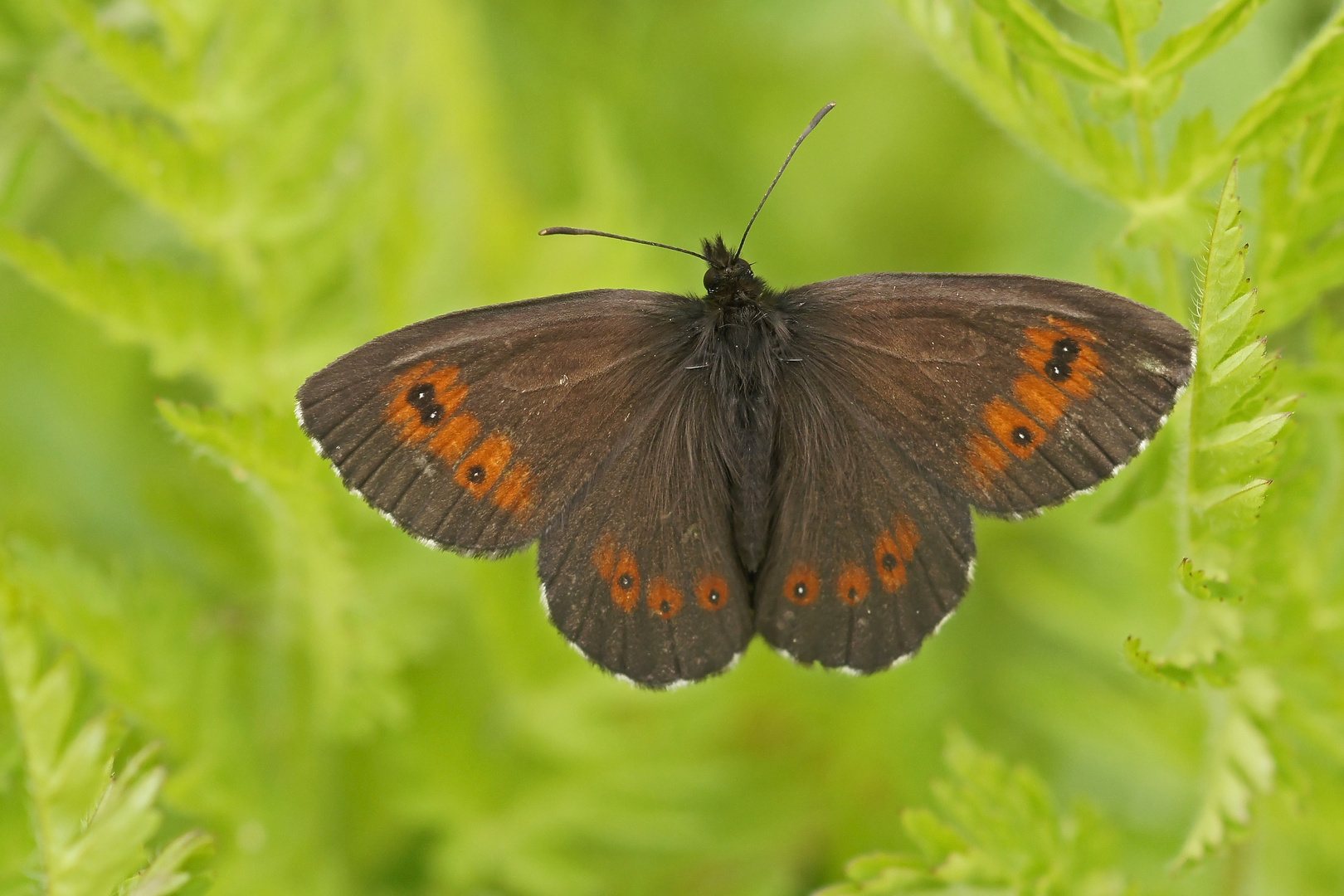 Weißband-Mohrenfalter (Erebia ligea)