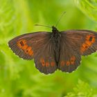 Weißband-Mohrenfalter (Erebia ligea)