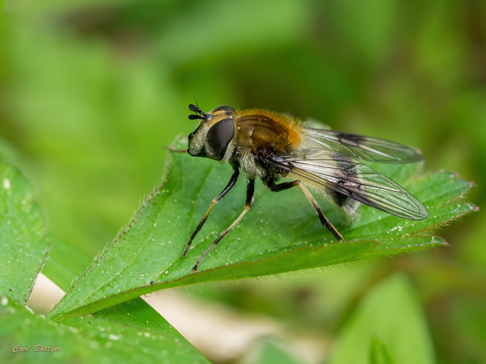 Weißbandschwebfliege (Leucozona lucorum)