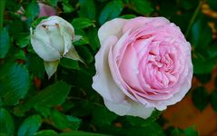 Weißbart Rose