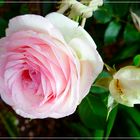 Weißbart  Rosen  