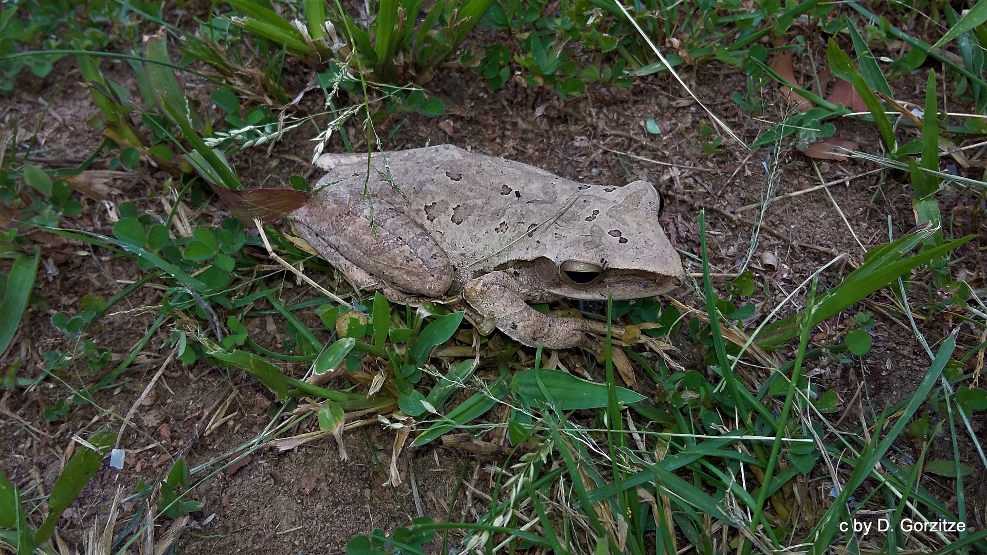 Weißbart-Ruderfrosch !