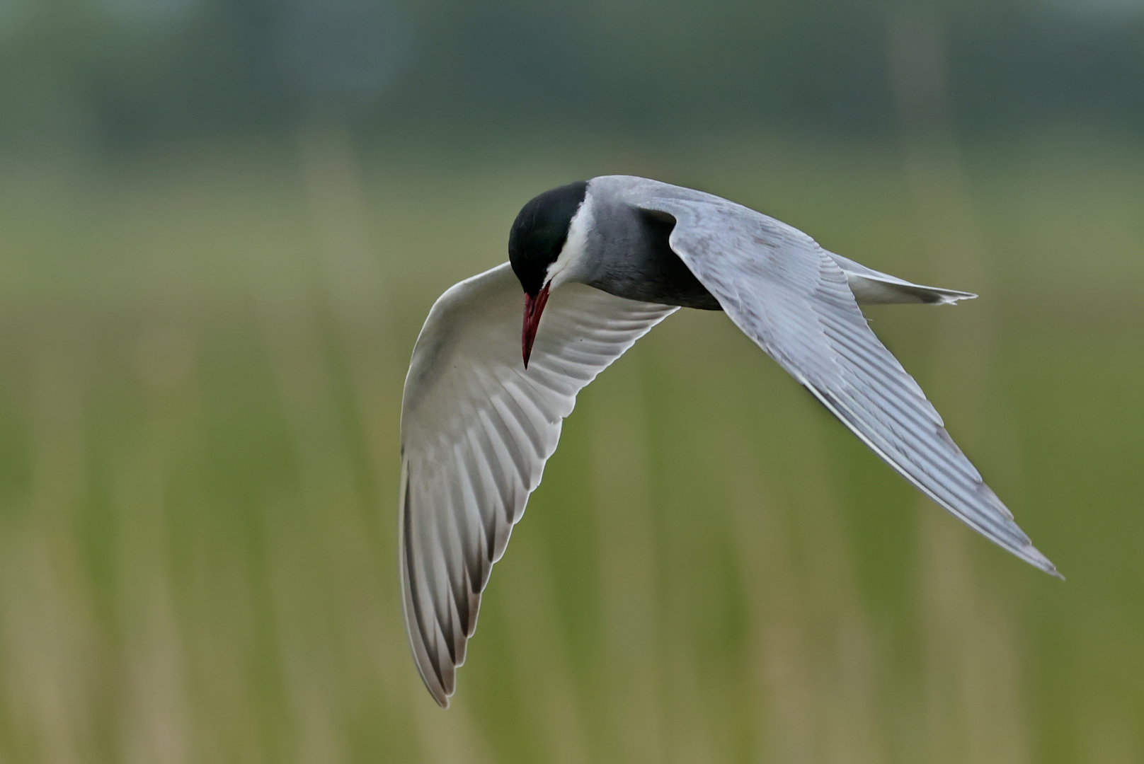 WeißbartSeeschwalbe... Foto & Bild natur, tiere, vögel Bilder auf