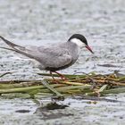 Weißbart-Seeschwalbe beim Nestbau