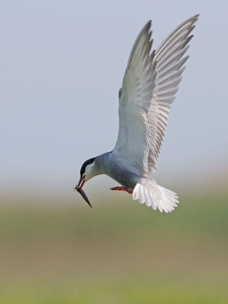 Weissbart-Seeschwalbe / Whiskered Tern